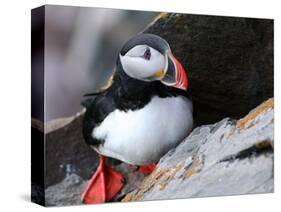 puffin on a ledge-AdventureArt-Stretched Canvas