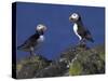 Puffin on Rock, Fratercula Arctica, Isle of May, Scotland, United Kingdom-Steve & Ann Toon-Stretched Canvas