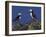 Puffin on Rock, Fratercula Arctica, Isle of May, Scotland, United Kingdom-Steve & Ann Toon-Framed Photographic Print