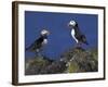 Puffin on Rock, Fratercula Arctica, Isle of May, Scotland, United Kingdom-Steve & Ann Toon-Framed Photographic Print