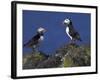 Puffin on Rock, Fratercula Arctica, Isle of May, Scotland, United Kingdom-Steve & Ann Toon-Framed Photographic Print