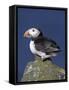 Puffin on Rock, Fratercula Arctica, Isle of May, Scotland, United Kingdom-Steve & Ann Toon-Framed Stretched Canvas