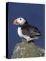 Puffin on Rock, Fratercula Arctica, Isle of May, Scotland, United Kingdom-Steve & Ann Toon-Stretched Canvas