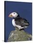 Puffin on Rock, Fratercula Arctica, Isle of May, Scotland, United Kingdom-Steve & Ann Toon-Stretched Canvas