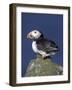 Puffin on Rock, Fratercula Arctica, Isle of May, Scotland, United Kingdom-Steve & Ann Toon-Framed Photographic Print