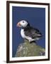 Puffin on Rock, Fratercula Arctica, Isle of May, Scotland, United Kingdom-Steve & Ann Toon-Framed Photographic Print