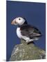 Puffin on Rock, Fratercula Arctica, Isle of May, Scotland, United Kingdom-Steve & Ann Toon-Mounted Photographic Print