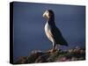 Puffin on Sea Cliffs, Scotland-Mark Hannaford-Stretched Canvas