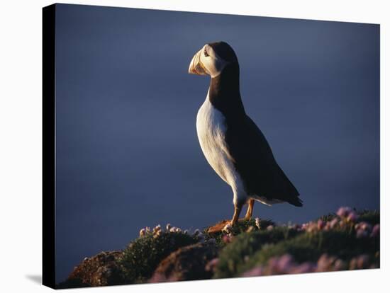 Puffin on Sea Cliffs, Scotland-Mark Hannaford-Stretched Canvas