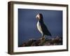 Puffin on Sea Cliffs, Scotland-Mark Hannaford-Framed Photographic Print