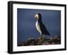 Puffin on Sea Cliffs, Scotland-Mark Hannaford-Framed Photographic Print