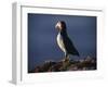 Puffin on Sea Cliffs, Scotland-Mark Hannaford-Framed Photographic Print