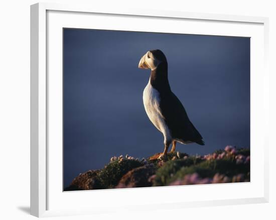 Puffin on Sea Cliffs, Scotland-Mark Hannaford-Framed Photographic Print