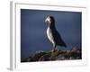 Puffin on Sea Cliffs, Scotland-Mark Hannaford-Framed Photographic Print