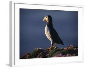 Puffin on Sea Cliffs, Scotland-Mark Hannaford-Framed Photographic Print