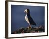 Puffin on Sea Cliffs, Scotland-Mark Hannaford-Framed Photographic Print