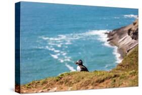 Puffin on Skomer Island, Pembrokeshire, Wales, United Kingdom, Europe-Derek Phillips-Stretched Canvas