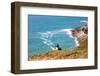 Puffin on Skomer Island, Pembrokeshire, Wales, United Kingdom, Europe-Derek Phillips-Framed Photographic Print