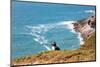 Puffin on Skomer Island, Pembrokeshire, Wales, United Kingdom, Europe-Derek Phillips-Mounted Photographic Print