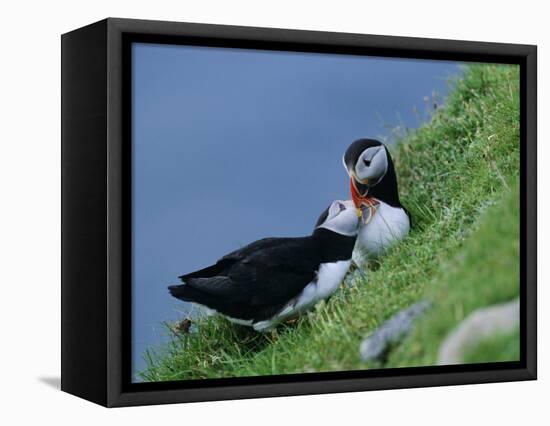 Puffin Pair (Fratercula Artica) Billing, Shetland Islands, Scotland, UK, Europe-David Tipling-Framed Stretched Canvas