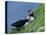 Puffin Pair (Fratercula Artica) Billing, Shetland Islands, Scotland, UK, Europe-David Tipling-Stretched Canvas