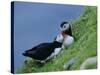 Puffin Pair (Fratercula Artica) Billing, Shetland Islands, Scotland, UK, Europe-David Tipling-Stretched Canvas