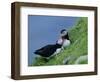 Puffin Pair (Fratercula Artica) Billing, Shetland Islands, Scotland, UK, Europe-David Tipling-Framed Photographic Print