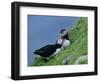 Puffin Pair (Fratercula Artica) Billing, Shetland Islands, Scotland, UK, Europe-David Tipling-Framed Photographic Print