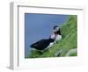 Puffin Pair (Fratercula Artica) Billing, Shetland Islands, Scotland, UK, Europe-David Tipling-Framed Photographic Print