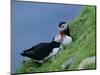 Puffin Pair (Fratercula Artica) Billing, Shetland Islands, Scotland, UK, Europe-David Tipling-Mounted Photographic Print