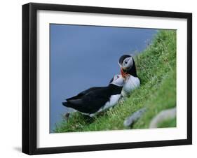 Puffin Pair (Fratercula Artica) Billing, Shetland Islands, Scotland, UK, Europe-David Tipling-Framed Photographic Print