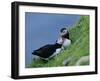 Puffin Pair (Fratercula Artica) Billing, Shetland Islands, Scotland, UK, Europe-David Tipling-Framed Photographic Print