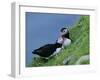 Puffin Pair (Fratercula Artica) Billing, Shetland Islands, Scotland, UK, Europe-David Tipling-Framed Photographic Print