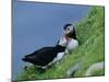 Puffin Pair (Fratercula Artica) Billing, Shetland Islands, Scotland, UK, Europe-David Tipling-Mounted Photographic Print