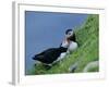 Puffin Pair (Fratercula Artica) Billing, Shetland Islands, Scotland, UK, Europe-David Tipling-Framed Photographic Print