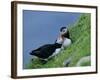 Puffin Pair (Fratercula Artica) Billing, Shetland Islands, Scotland, UK, Europe-David Tipling-Framed Photographic Print