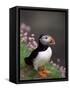 Puffin Portrait, Great Saltee Is, Ireland-Pete Oxford-Framed Stretched Canvas