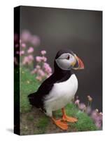 Puffin Portrait, Great Saltee Is, Ireland-Pete Oxford-Stretched Canvas