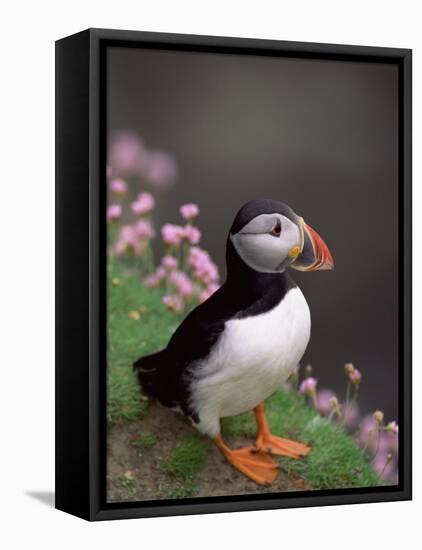 Puffin Portrait, Great Saltee Is, Ireland-Pete Oxford-Framed Stretched Canvas