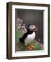 Puffin Portrait, Great Saltee Is, Ireland-Pete Oxford-Framed Premium Photographic Print