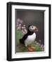 Puffin Portrait, Great Saltee Is, Ireland-Pete Oxford-Framed Premium Photographic Print