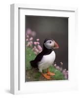 Puffin Portrait, Great Saltee Is, Ireland-Pete Oxford-Framed Premium Photographic Print