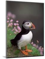 Puffin Portrait, Great Saltee Is, Ireland-Pete Oxford-Mounted Premium Photographic Print