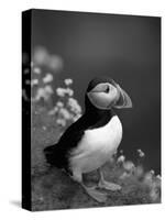 Puffin Portrait, Great Saltee Is, Ireland-Pete Oxford-Stretched Canvas