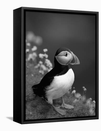 Puffin Portrait, Great Saltee Is, Ireland-Pete Oxford-Framed Stretched Canvas