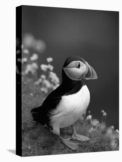 Puffin Portrait, Great Saltee Is, Ireland-Pete Oxford-Stretched Canvas