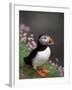 Puffin Portrait, Great Saltee Is, Ireland-Pete Oxford-Framed Photographic Print