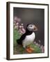 Puffin Portrait, Great Saltee Is, Ireland-Pete Oxford-Framed Photographic Print