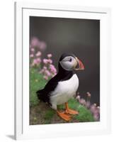 Puffin Portrait, Great Saltee Is, Ireland-Pete Oxford-Framed Photographic Print