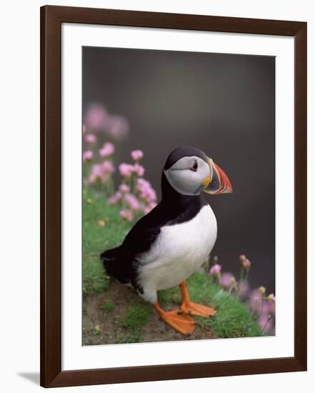 Puffin Portrait, Great Saltee Is, Ireland-Pete Oxford-Framed Photographic Print